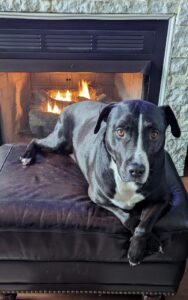 Brody Relaxing by the Fire