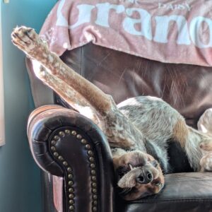 Chilling on the Couch